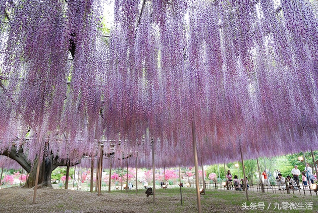 日本最大一棵紫藤图片,最好看的日本紫藤