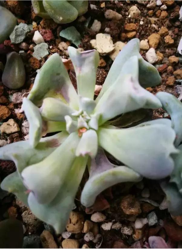 晒伤后的多肉能用芦荟修复吗,多肉从室内搬到室外被晒伤