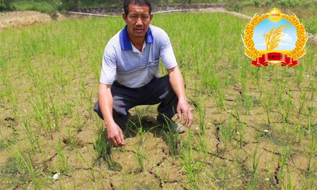 旱稻除杂草技术,稻麦田杂草怎么防治