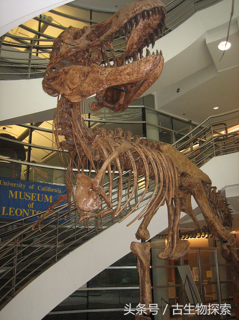 世界上最小的哺乳动物是什么,最小的哺乳生物