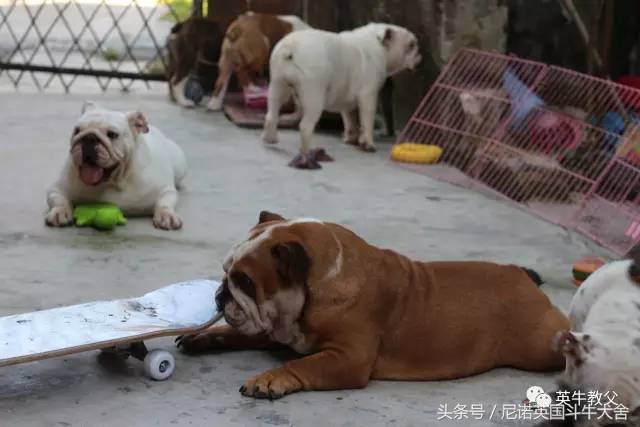 如何用最少的钱买到玛莎拉蒂,斗牛犬怎么买