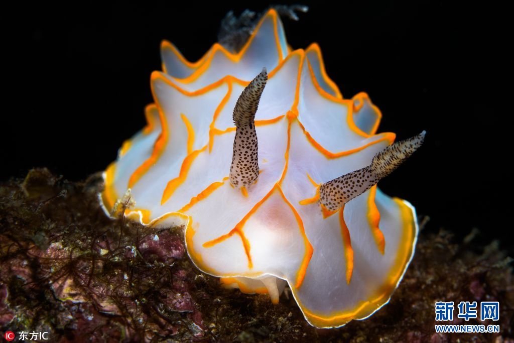 海洋世界奇特的动物,各种奇妙的海洋生物