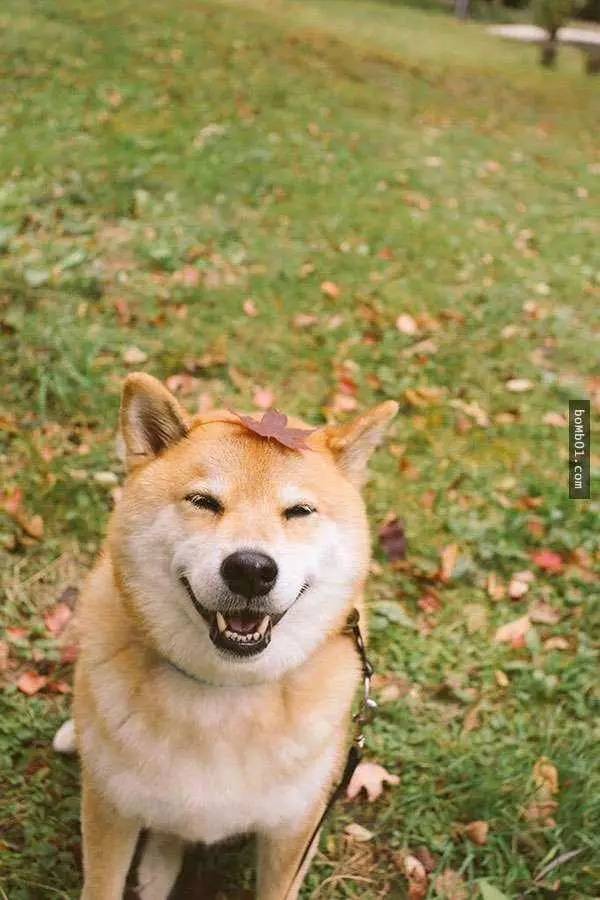 狗狗胸背P链项圈学问大了！快来看看你选的对不对