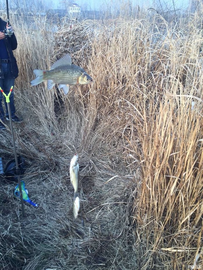 钓鲫鱼红虫带散炮,废弃鱼塘钓鲫鱼