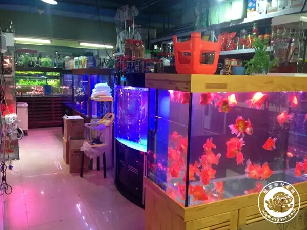 北京回龙观花鸟鱼虫,昌平回龙观附近的花鸟鱼虫市场