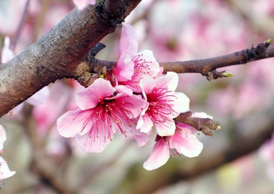 白玉兰为什么只长叶子不开花,白玉兰只长叶子不开花