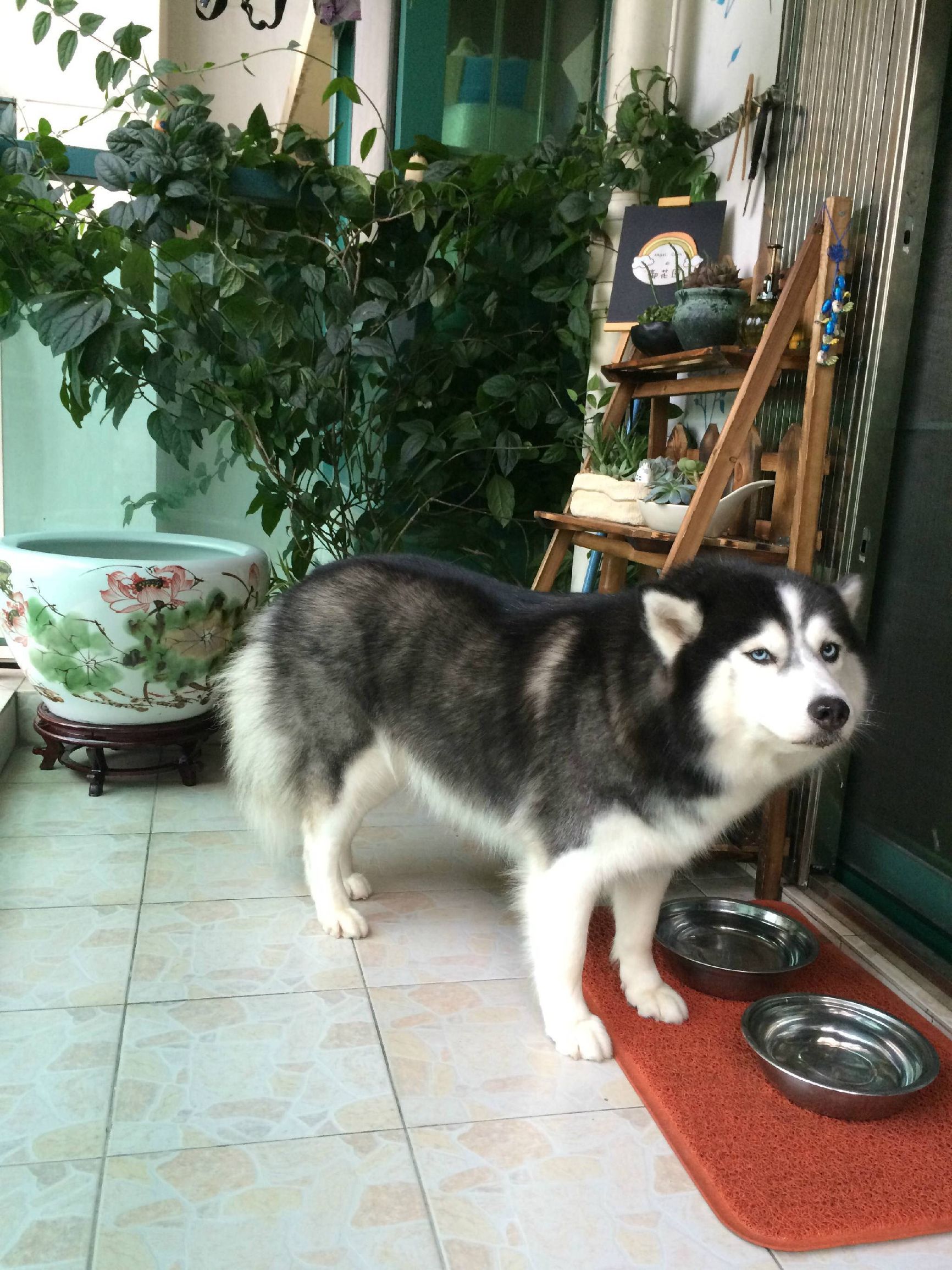 二哈偷吃被揍,二哈偷吃被卡住