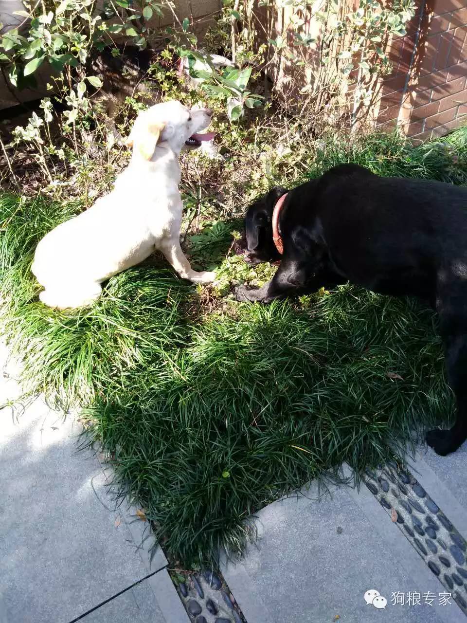 家庭寄养狗狗注意事项有哪些,国内外狗狗寄养环境最好的