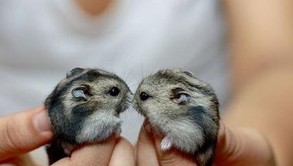 养仓鼠防止仓鼠生病,怎么照顾仓鼠仓鼠要注意哪些