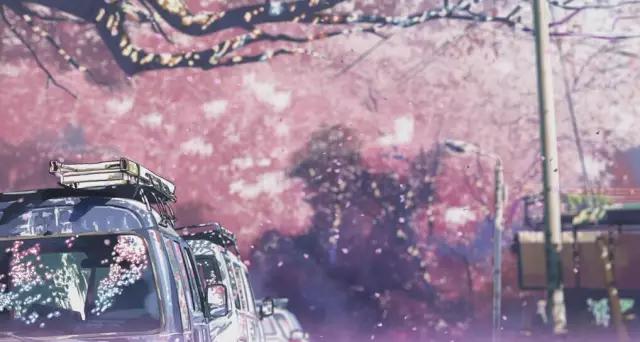 又到樱花飞舞时,又到樱花烂漫时美篇