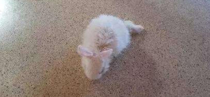 小兔灵机一动想出了一个办法,小兔子瘫痪