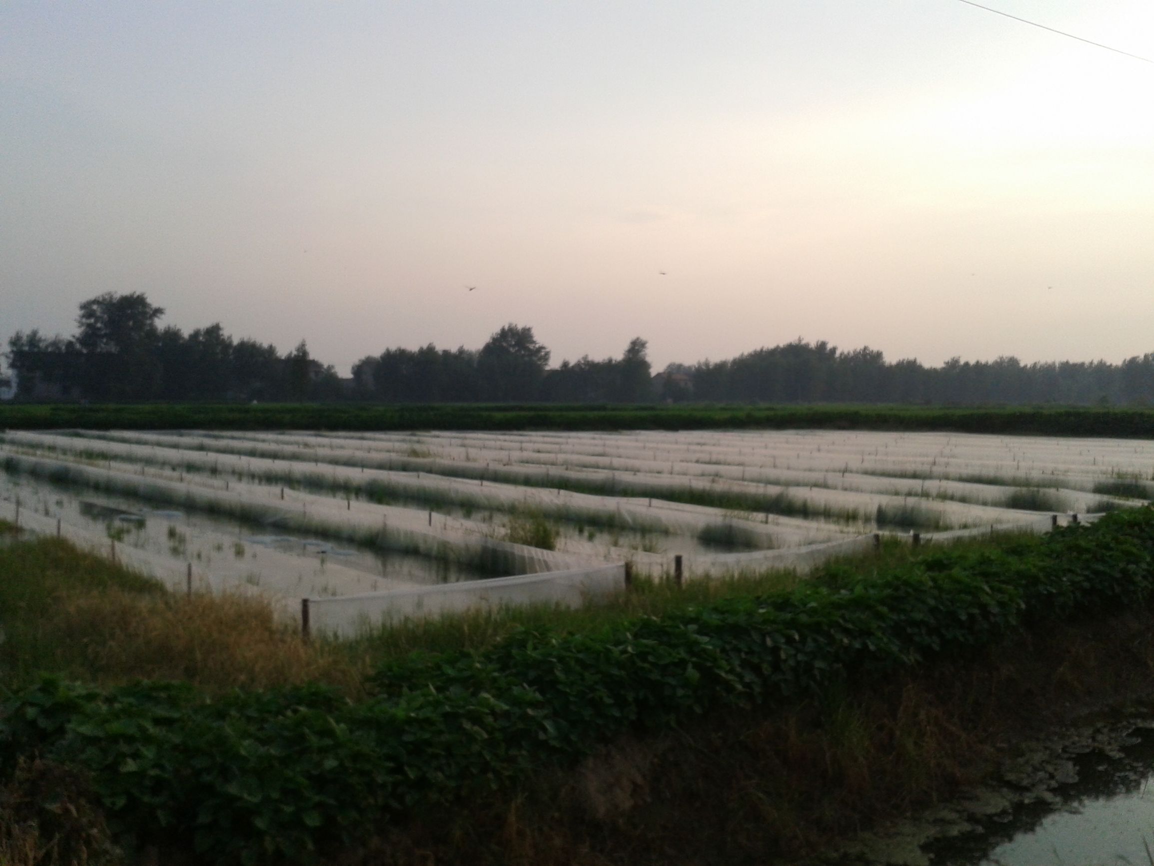 养殖蚂蟥有什么风险,变害为利造福人民