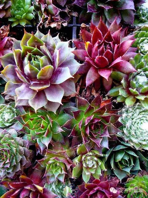 观音莲花的品种,观音莲哪个品种最值钱