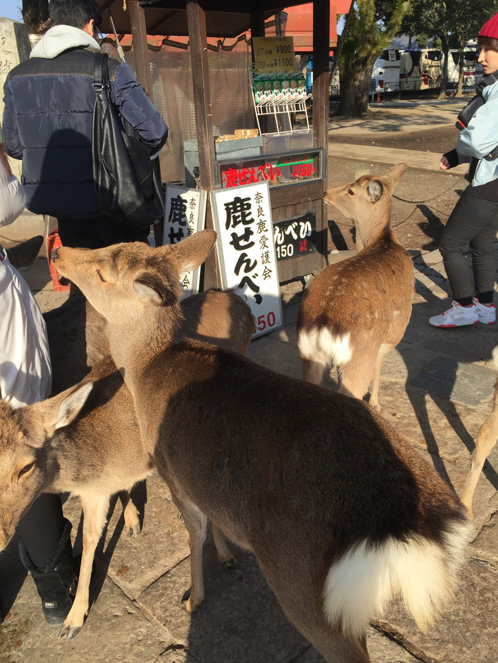日本的冬日暖阳,日本的冰雪世界