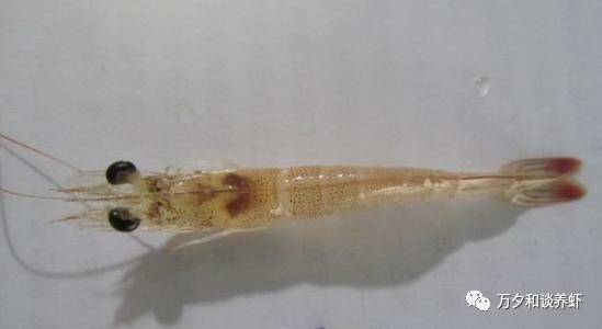 南美白对虾白斑病停料吗,新闻报道南美白对虾养殖技术