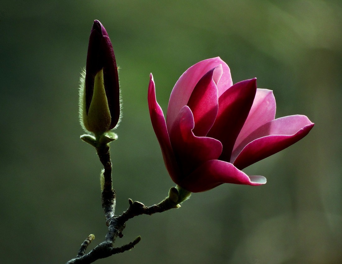 一树玉兰迎春开下一句,红梅花开迎春来诗句