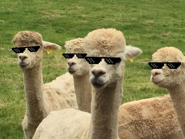 如果你惹怒了羊驼会怎么样,对羊驼一无所知的说说