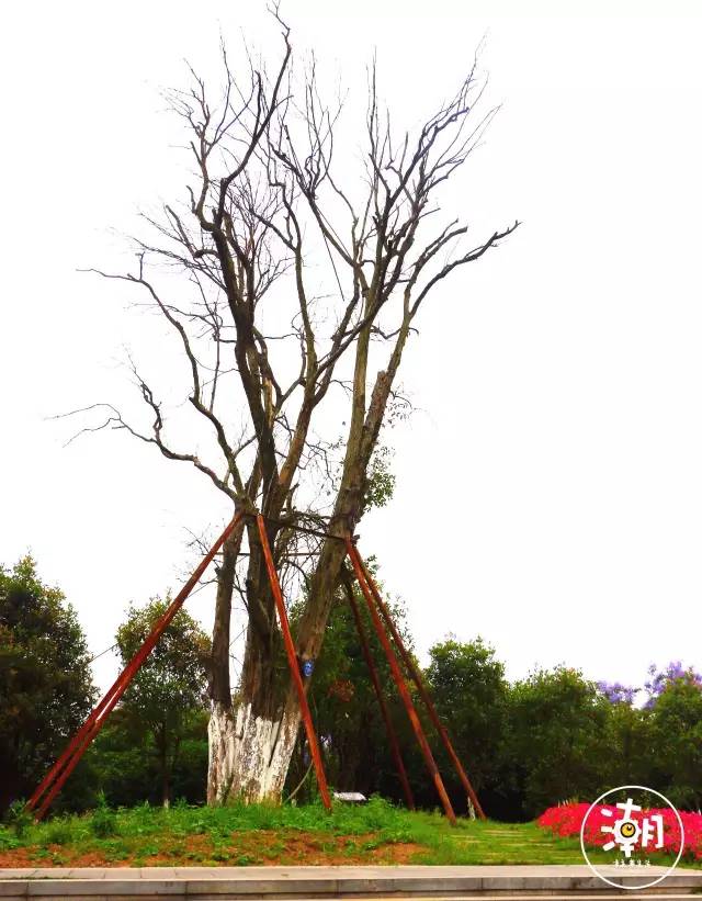 重庆桂花园景点,重庆桂花公园免费