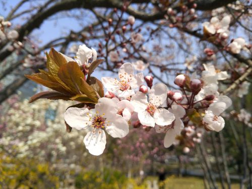 努比亚可弯柔性屏手机评测,努比亚后置双摄手机