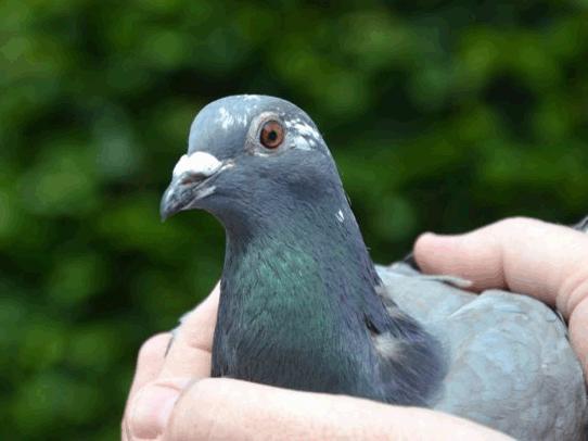 比利时赛鸽比赛视频,比利时赛鸽中长距离有哪些赛事