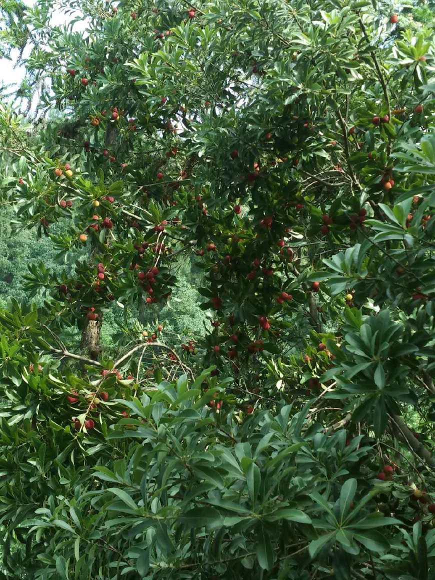 看到杨梅树会怎么样,杨梅里面有白色的虫子怎么回事