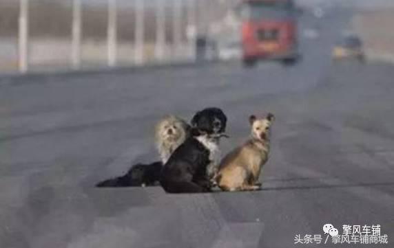 宠物狗被小车撞怎么理赔,开车撞了宠物狗怎么办如何理赔