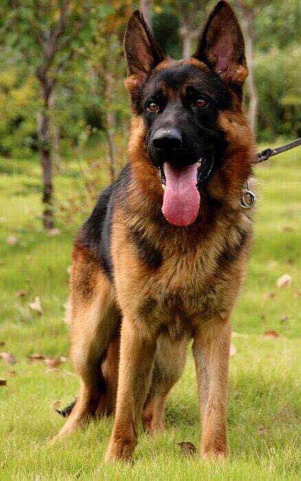 世界十大名犬排行榜第一是哪条狗,世界十大名犬姓名