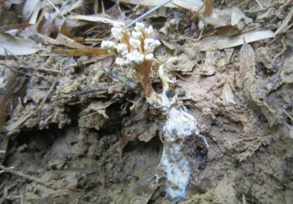 野生土冬虫夏草,与冬虫夏草一个等级的野草