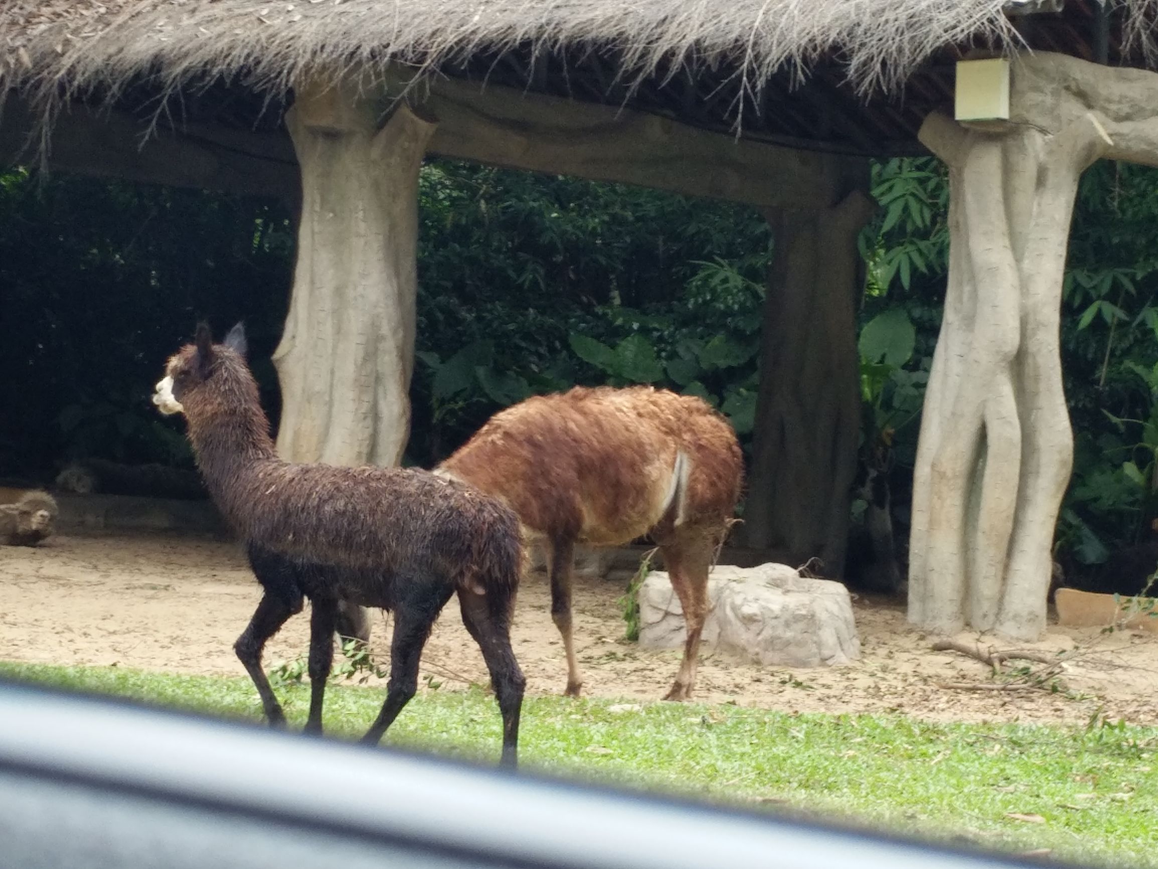 带一岁半宝宝去长隆野生动物园,长隆野生动物园最佳路线图