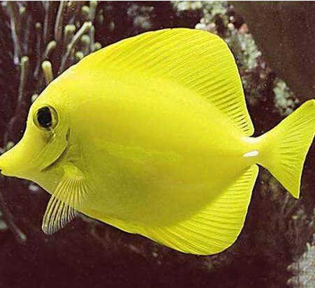 摆摊卖观赏鱼能月入过万吗,做观赏鱼月入多少