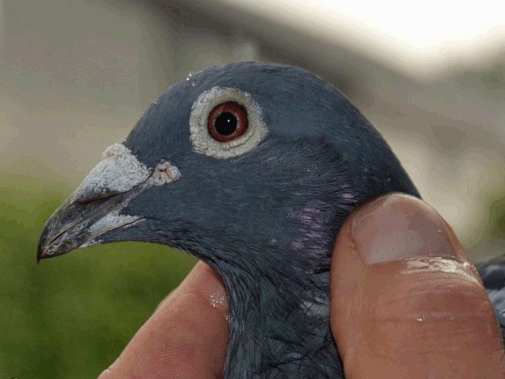 比利时赛鸽比赛视频,比利时赛鸽中长距离有哪些赛事