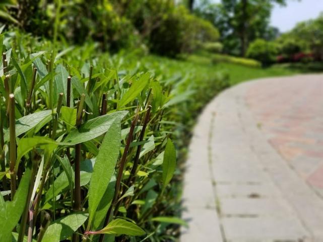 港版三星s8升级安卓8,三星s8升级安卓9.0