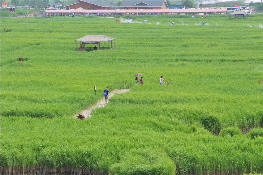 你不曾来过原唱完整版,曹妃甸美景