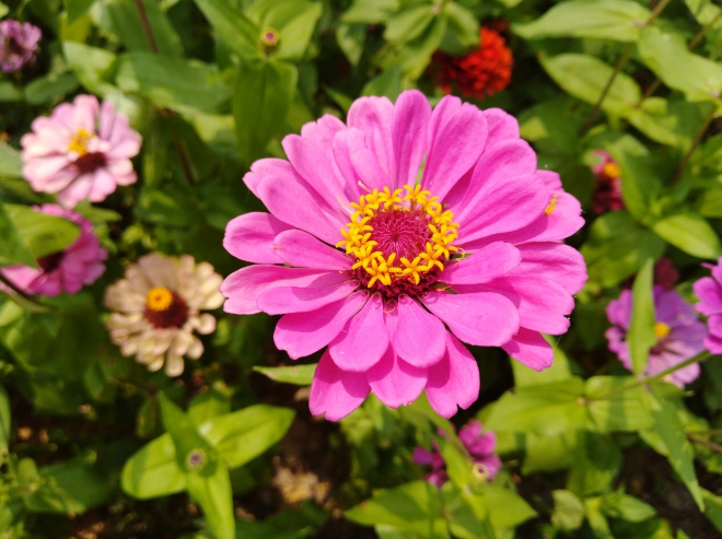 后摄3倍优点,华为畅享7怎么拍照好看