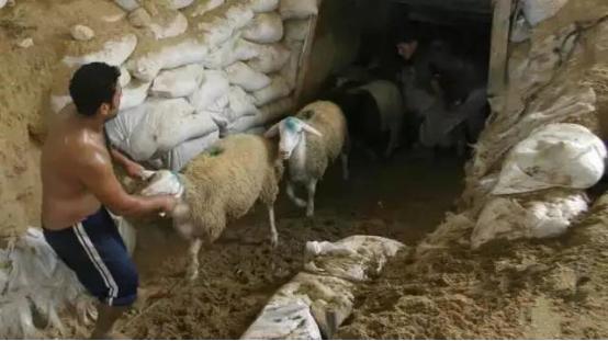 在地球的另一边原声版,在地球另一边