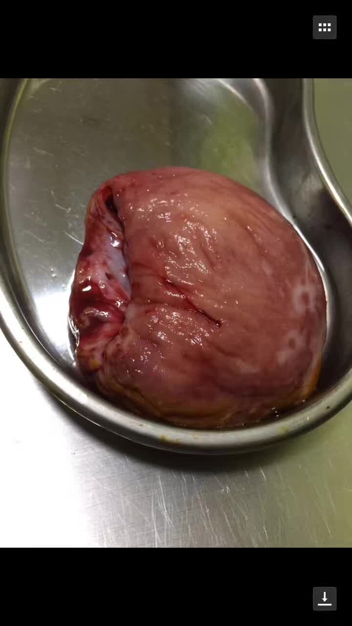 救助流浪杜高犬,被遗弃的子宫脱垂的狗