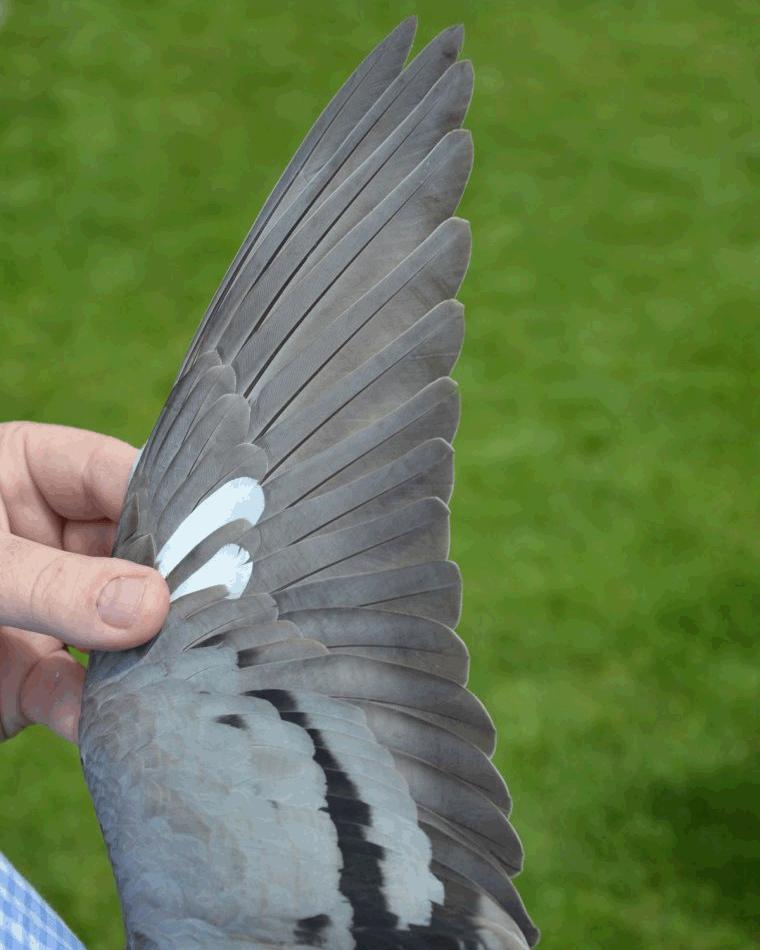 比利时信鸽国家赛,2020年比利时赛鸽国家赛实况