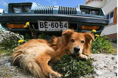 狗狗伤人赔偿标准,车撞了狗狗跑了保险赔吗