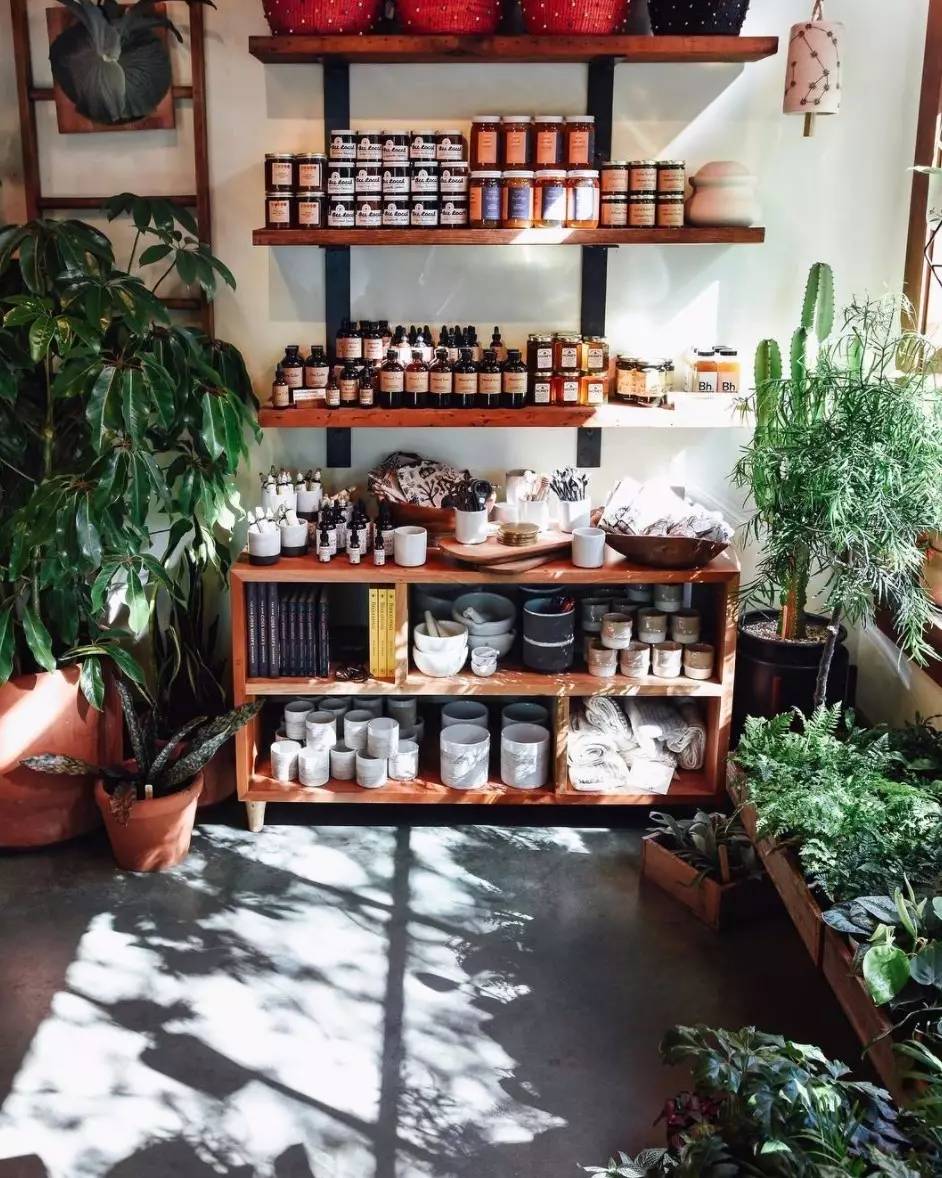 卖的最好的植物店,植物店能买到哪些植物