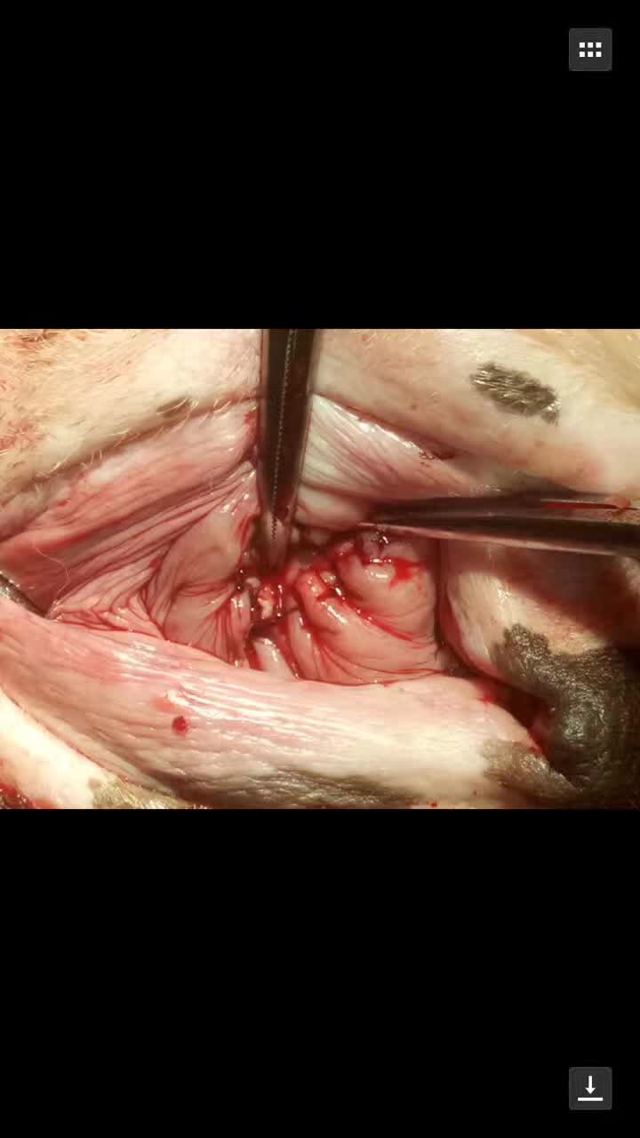 救助流浪杜高犬,被遗弃的子宫脱垂的狗