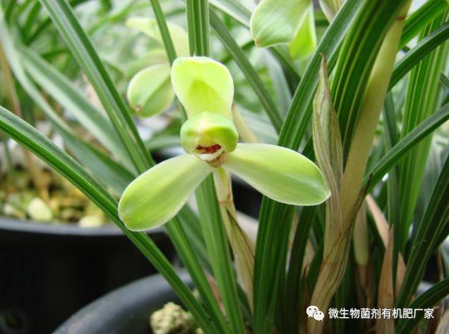 广东适合种植什么品种兰花,什么品种兰花适合室内种植