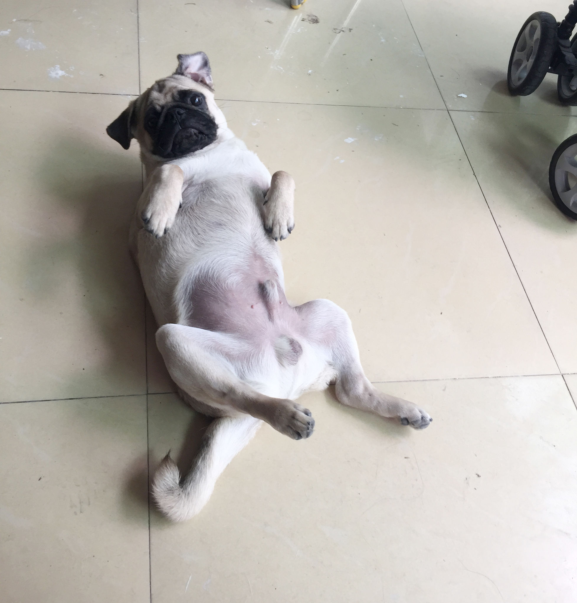 家有傻狗乐趣多,家有傻狗铲屎官的乐趣