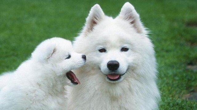 狗狗价格表又便宜又好养,宠物市场狗狗的价格