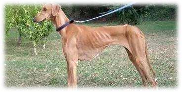 藏獒5000万世界上最贵的宠物吗,为什么世界第一贵狗不是藏獒