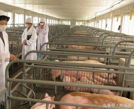 猪场塑料漏粪地板安装视频教学,猪舍漏粪地板哪种好