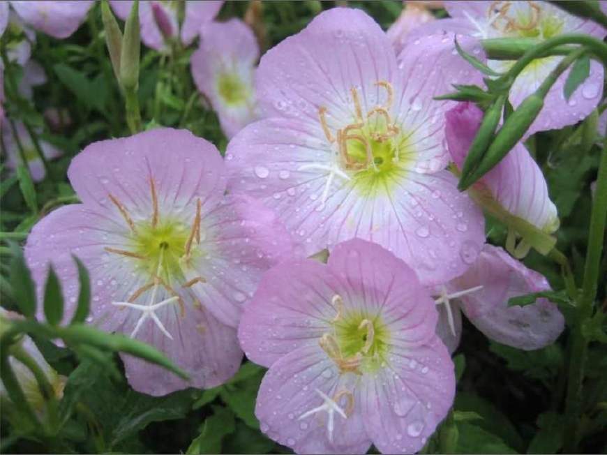 月见草含油量达25.1%含Y~亚麻酸达8.1%，最有开发前景