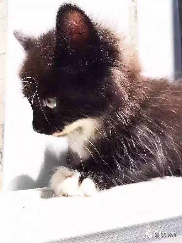 为什么猫可以让一个人的心情变好,猫能使人成熟的从来不是岁月