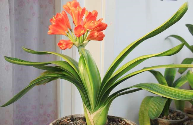 君子兰叶片稀疏怎么办,君子兰叶片长偏如何纠正