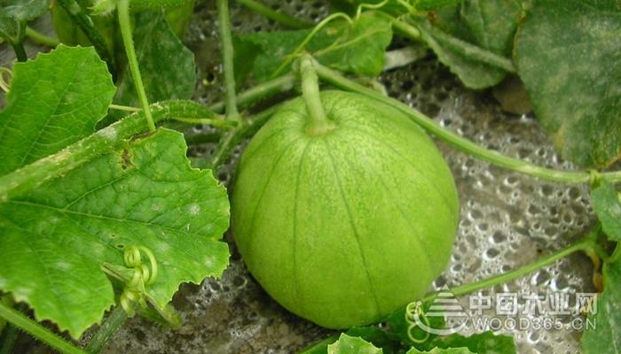 孕妇能吃香蜜瓜吗,孕妇可以吃香瓜吗吃了有哪些好处