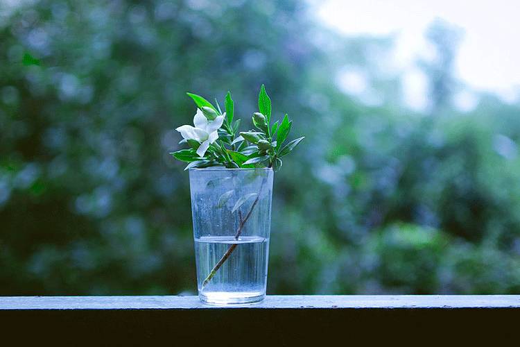 人间栀子花,人间栀子